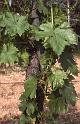 Italy 99 Fietri Grapes
